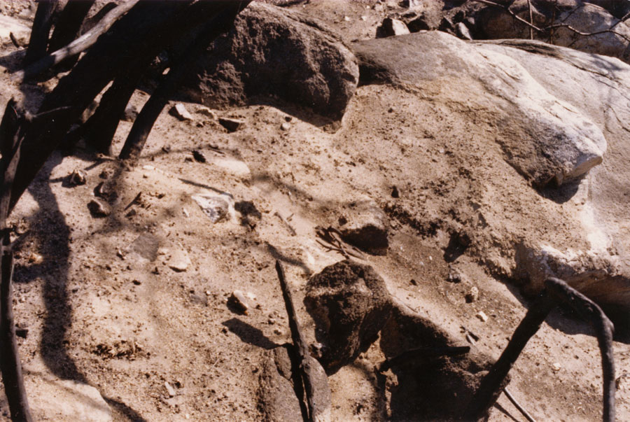 fire aftermath, Angeles Crest (Los Angeles), ca 1971