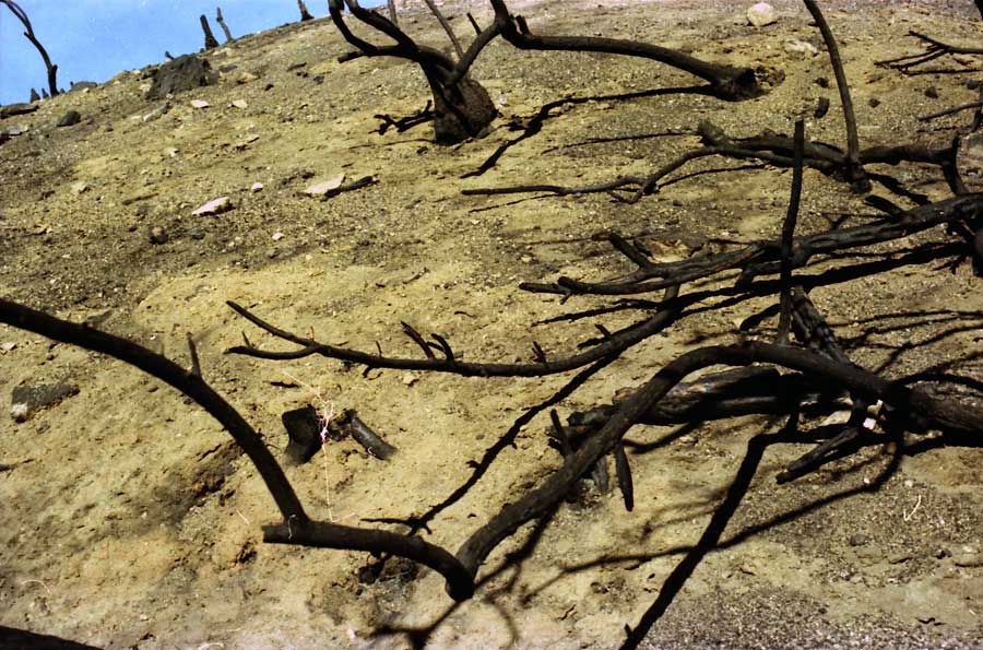 fire aftermath, Angeles Crest