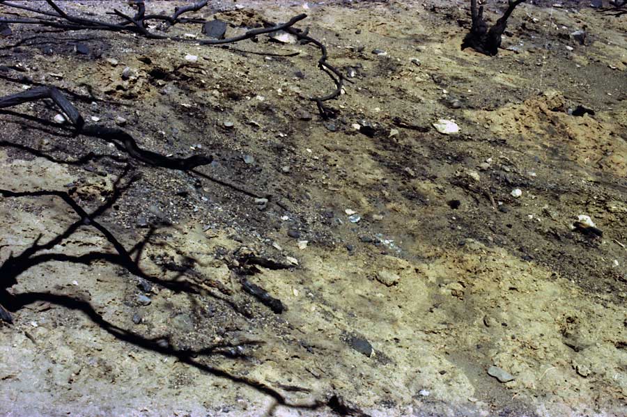 fire aftermath, Angeles Crest